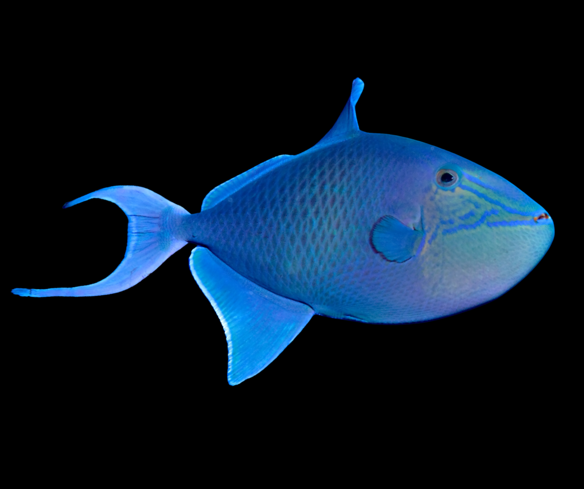 Niger Triggerfish